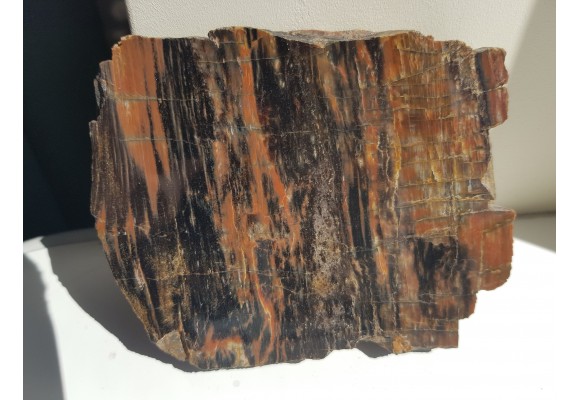 Drewno skrzemieniałe z rowu Świerzawy, wyjątkowa lokalizacja