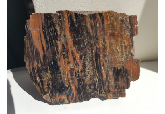 Drewno skrzemieniałe z rowu Świerzawy, wyjątkowa lokalizacja