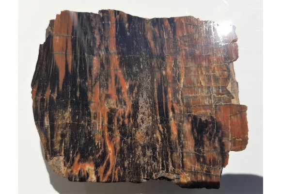 Drewno skrzemieniałe z rowu Świerzawy, wyjątkowa lokalizacja