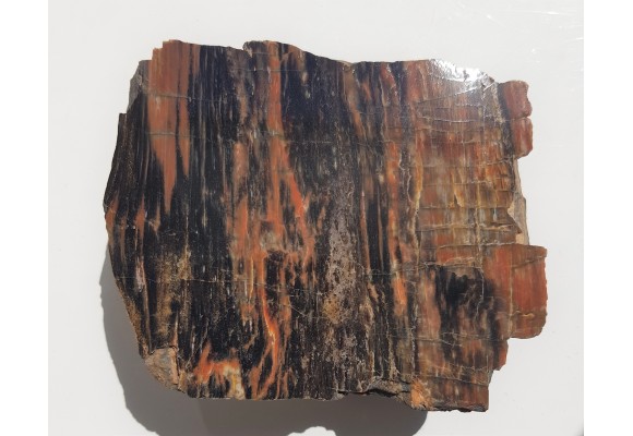 Drewno skrzemieniałe z rowu Świerzawy, wyjątkowa lokalizacja