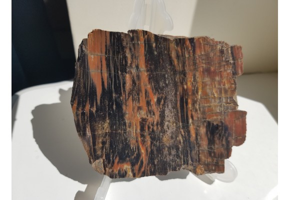 Drewno skrzemieniałe z rowu Świerzawy, wyjątkowa lokalizacja