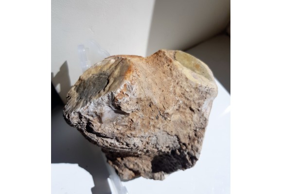 Duży okaz krzemiennej gąbki, eratyk ze Świebodzina, lubuskie