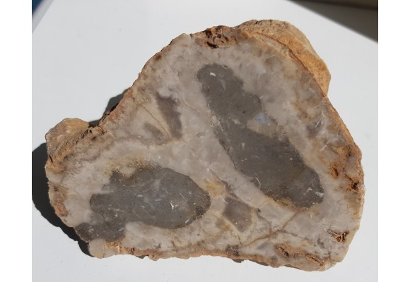 Duży okaz krzemiennej gąbki, eratyk ze Świebodzina, lubuskie