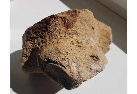 Duży okaz krzemiennej gąbki, eratyk ze Świebodzina, lubuskie