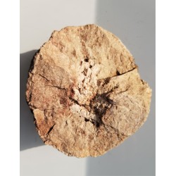 Granit kulisty (orbikularny) z Czarnego k. Jeleniej Góry