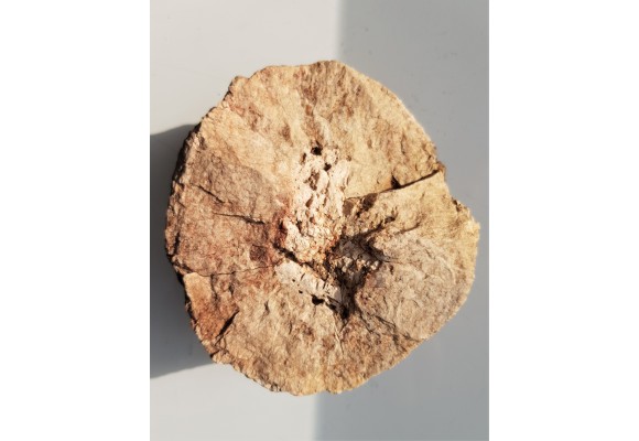 Granit kulisty (orbikularny) z Czarnego k. Jeleniej Góry