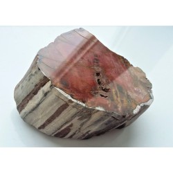 Drewno skrzemieniałe z Bierkowic koło Kłodzka