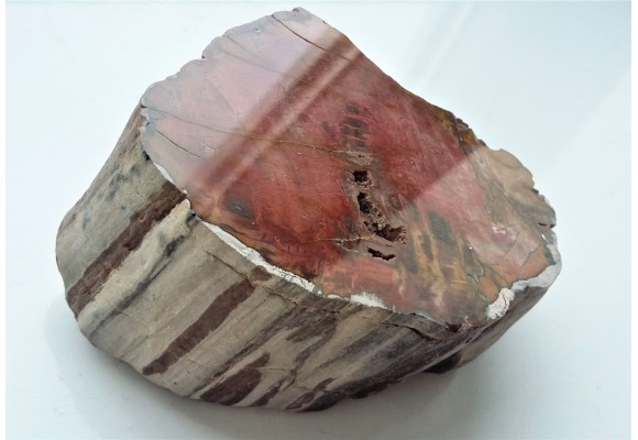 Drewno skrzemieniałe z Bierkowic koło Kłodzka