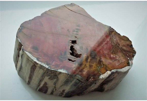 Drewno skrzemieniałe z Bierkowic koło Kłodzka