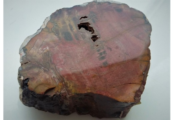 Drewno skrzemieniałe z Bierkowic koło Kłodzka