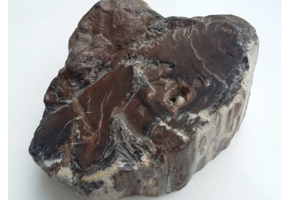 Drewno skrzemieniałe z Bierkowic koło Kłodzka