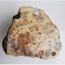 Barwny wapień z dużymi klastami (okruchami) skał osadowych