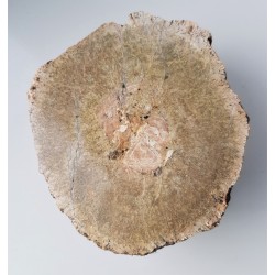 Granit kulisty (orbikularny) z Czarnego k. Jeleniej Góry