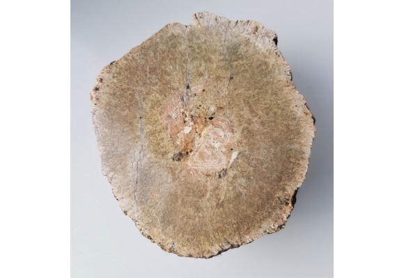 Granit kulisty (orbikularny) z Czarnego k. Jeleniej Góry