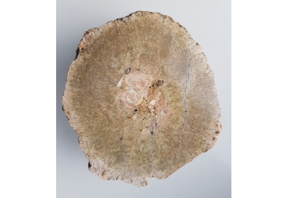 Granit kulisty (orbikularny) z Czarnego k. Jeleniej Góry