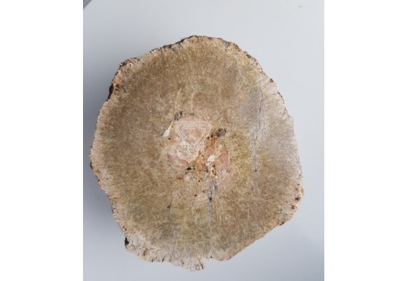 Granit kulisty (orbikularny) z Czarnego k. Jeleniej Góry