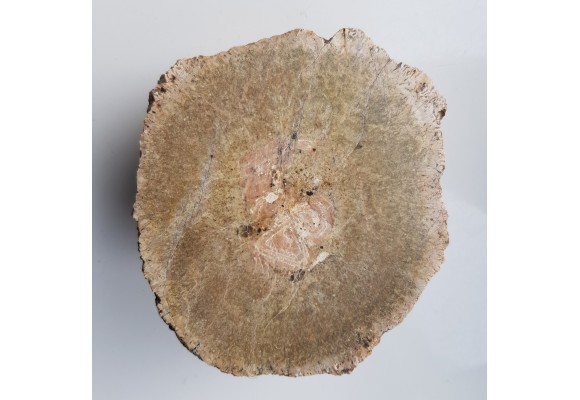 Granit kulisty (orbikularny) z Czarnego k. Jeleniej Góry