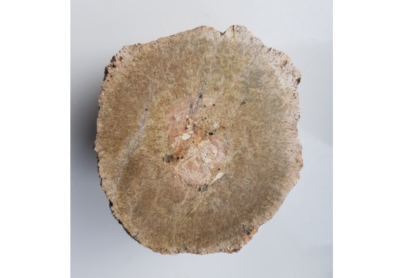 Granit kulisty (orbikularny) z Czarnego k. Jeleniej Góry