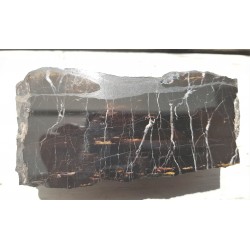 Piękne drewno skrzemieniałe z Okrzeszyna z karbońskiej arkozy