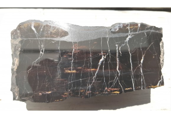 Piękne drewno skrzemieniałe z Okrzeszyna z karbońskiej arkozy