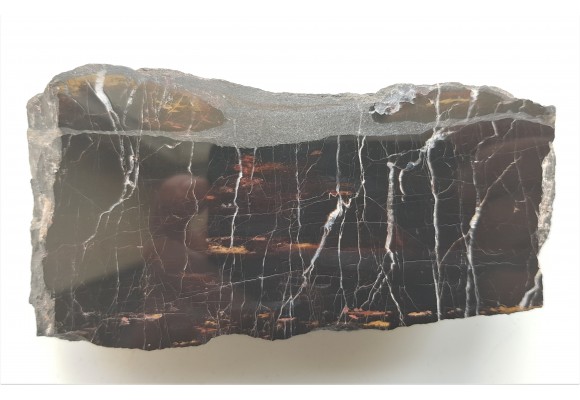 Piękne drewno skrzemieniałe z Okrzeszyna z karbońskiej arkozy