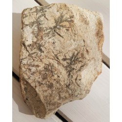 Gedryt (?), hornblenda (?) z Gierczyna w Górach Izerskich