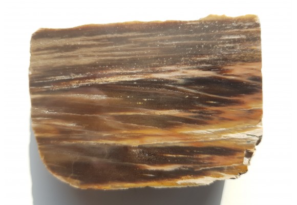 Drewno skrzemieniałe z miejscowości Pilce k. Kamieńca Ząbkowickiego