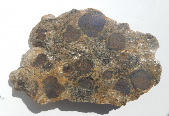 Polerowana płyta łupku z wielkimi granatami z Kamieńca Ząbkowickiego