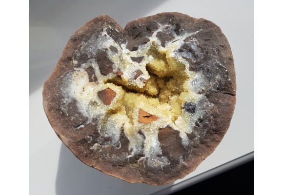 Septaria z Częstochowy