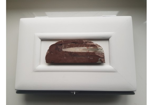 Biała szkatułka z paleozoicznym orthocerasem