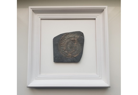 Obraz z amonitem jurajskim Na szczęście