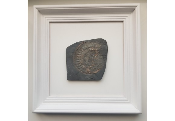 Obraz z amonitem jurajskim Na szczęście