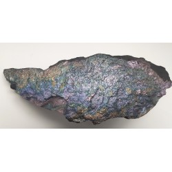 Piękny okaz bornitu na łupku miedzionośnym z KGHM