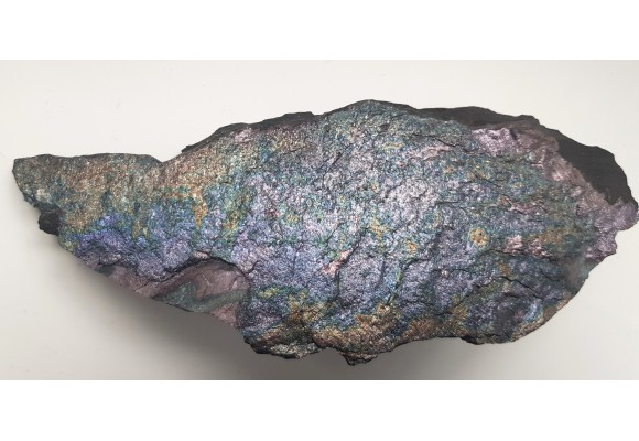 Piękny okaz bornitu na łupku miedzionośnym z KGHM