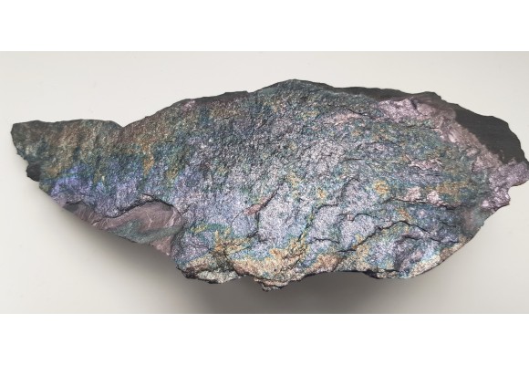 Piękny okaz bornitu na łupku miedzionośnym z KGHM