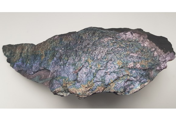 Piękny okaz bornitu na łupku miedzionośnym z KGHM