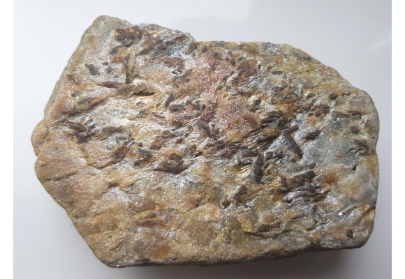 Staurolit w łupku mikowym z Głuchołaz