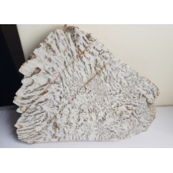 Plaster kamienia hebrajskiego z Piławy Grn.