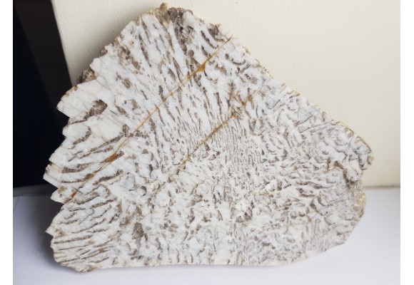 Plaster kamienia hebrajskiego z Piławy Grn.