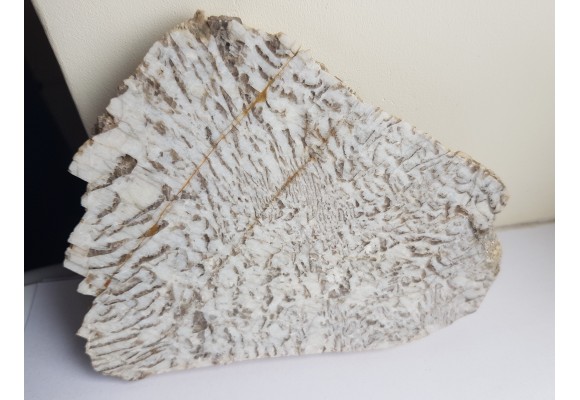 Plaster kamienia hebrajskiego z Piławy Grn.