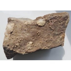 Wavellit z Wiśniówki k. Kielc