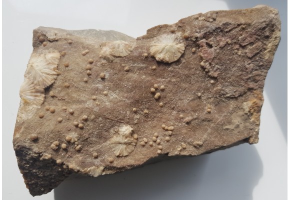 Wavellit z Wiśniówki k. Kielc