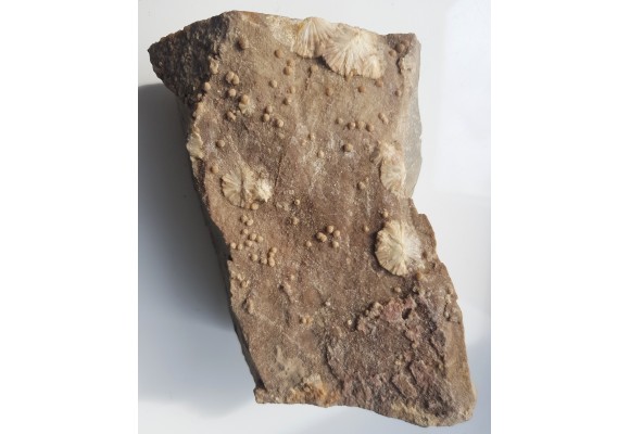 Wavellit z Wiśniówki k. Kielc