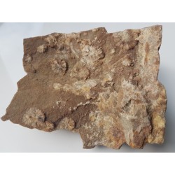 Wavellit z Wiśniówki k. Kielc