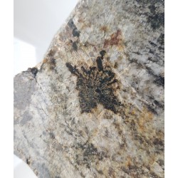 Przerosty pismowe kwarcu i kordierytu z Gór Sowich