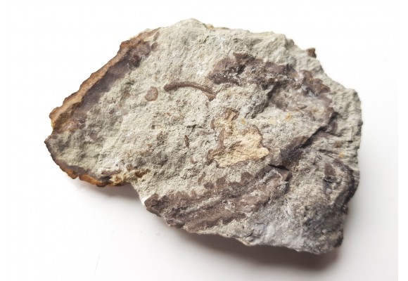 Stromatolit z Zawiercia