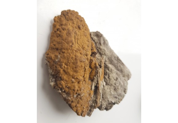 Stromatolit z Zawiercia