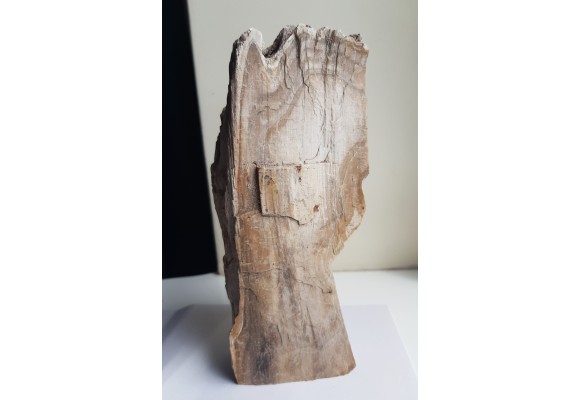 Mioceńskie drewno skrzemieniałe z Roztocza