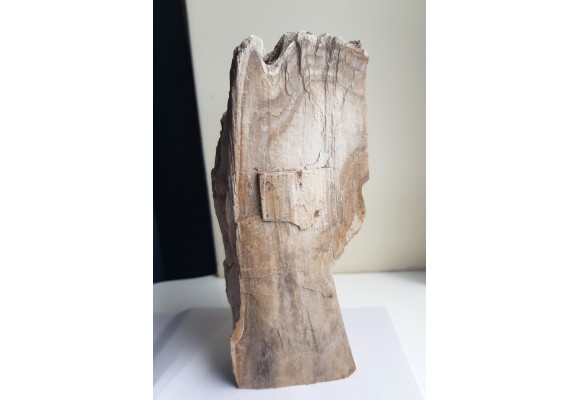 Mioceńskie drewno skrzemieniałe z Roztocza