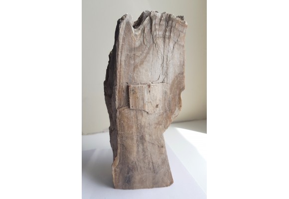 Mioceńskie drewno skrzemieniałe z Roztocza